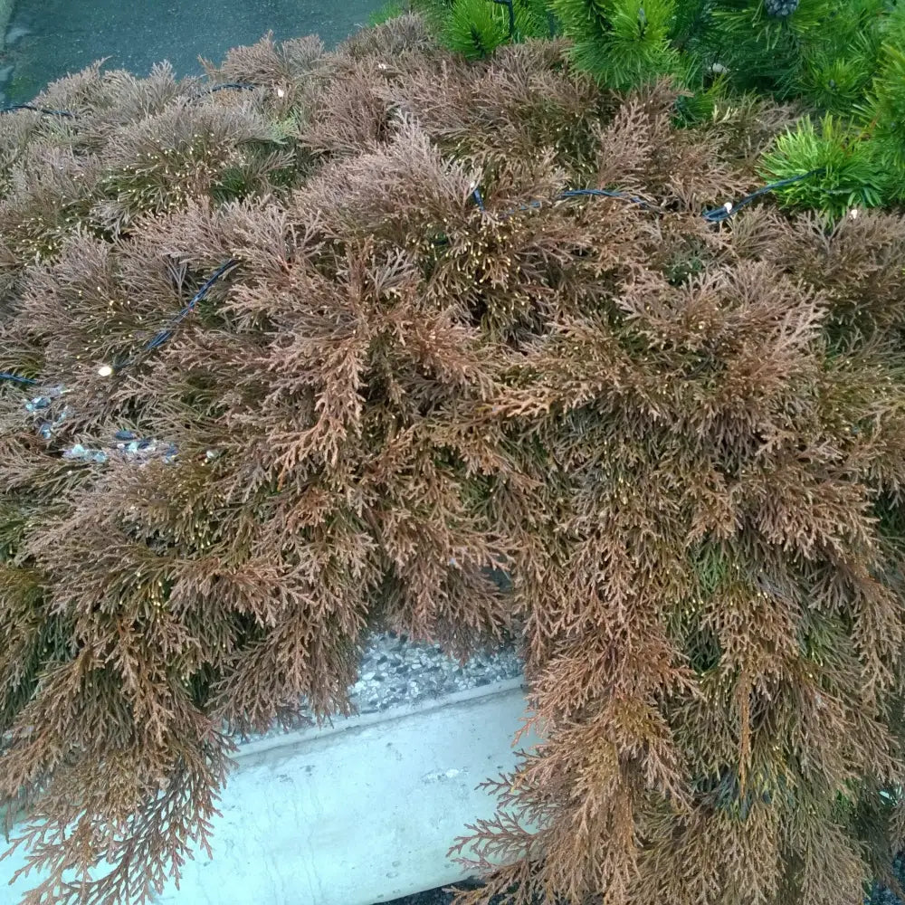 Siberian Cypress Siberian Carpet Cypress Shrub