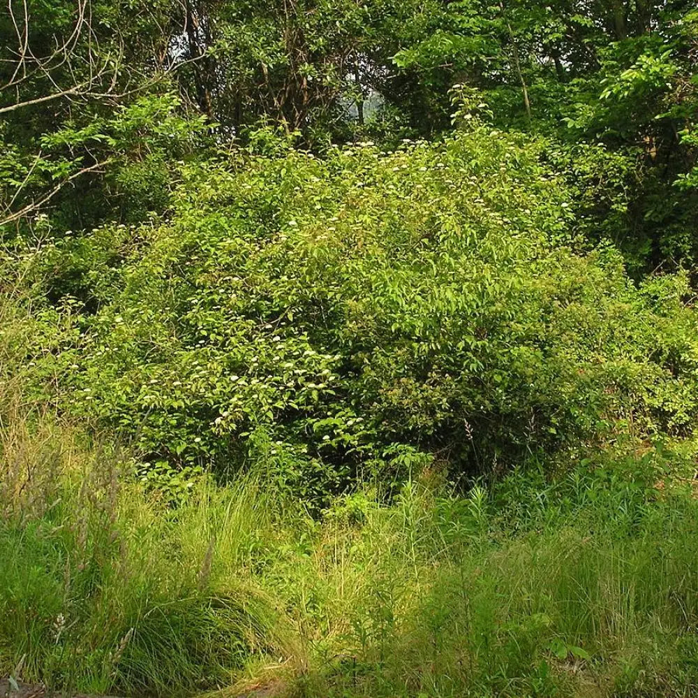 Silky Dogwood 3 GALLON Shrub