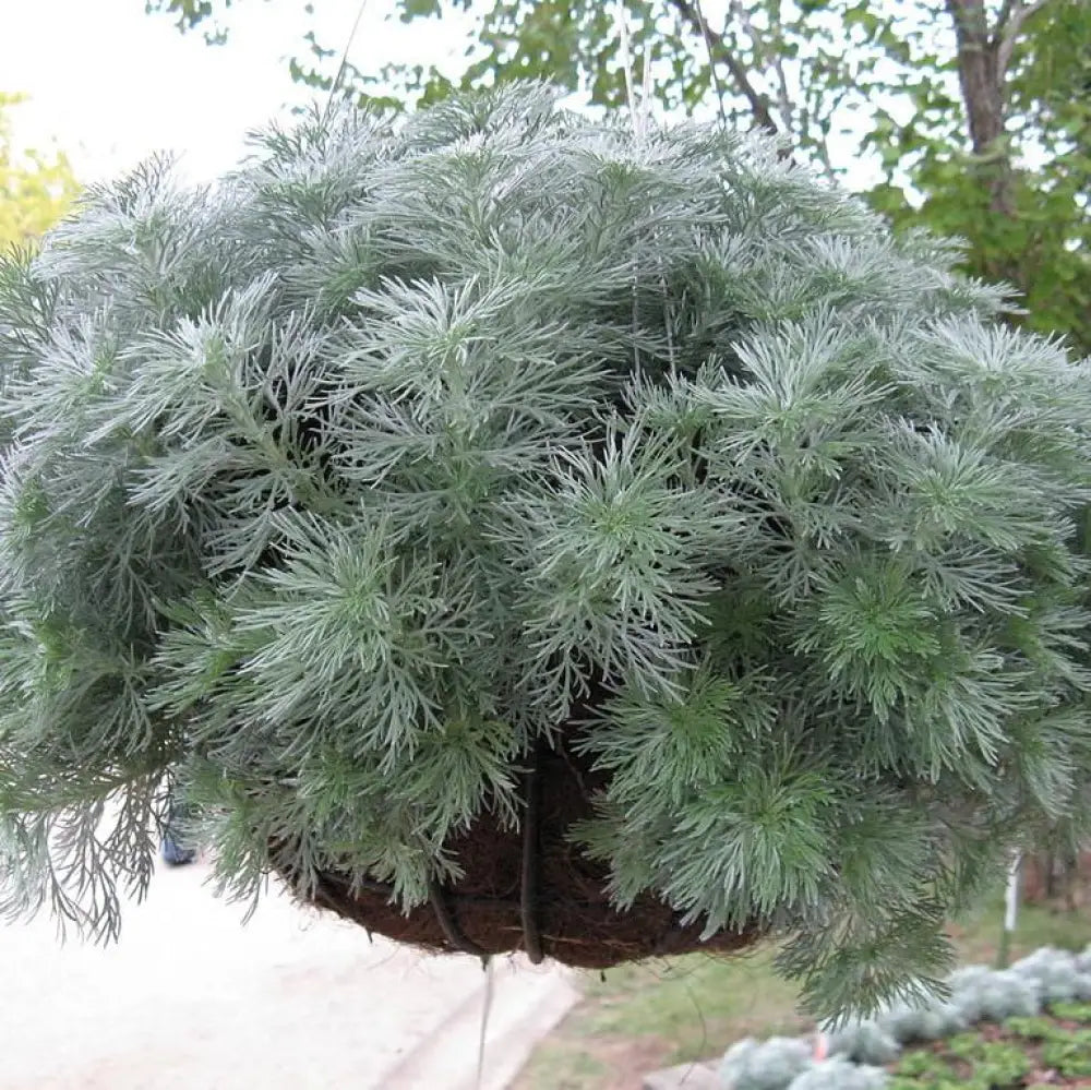 Silver Mound Wormwood Ghost Plant Perennial