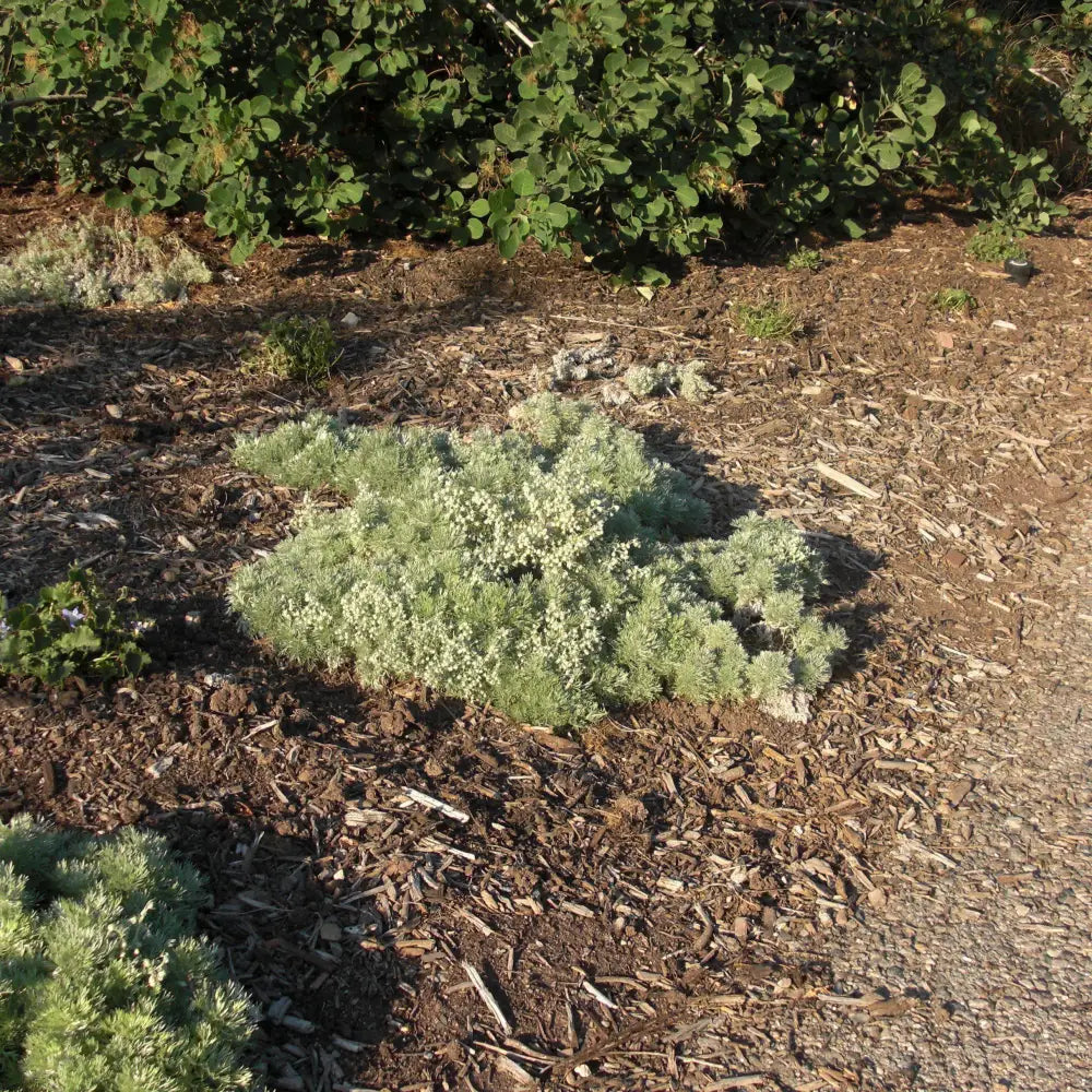 Silver Mound Wormwood Ghost Plant Perennial