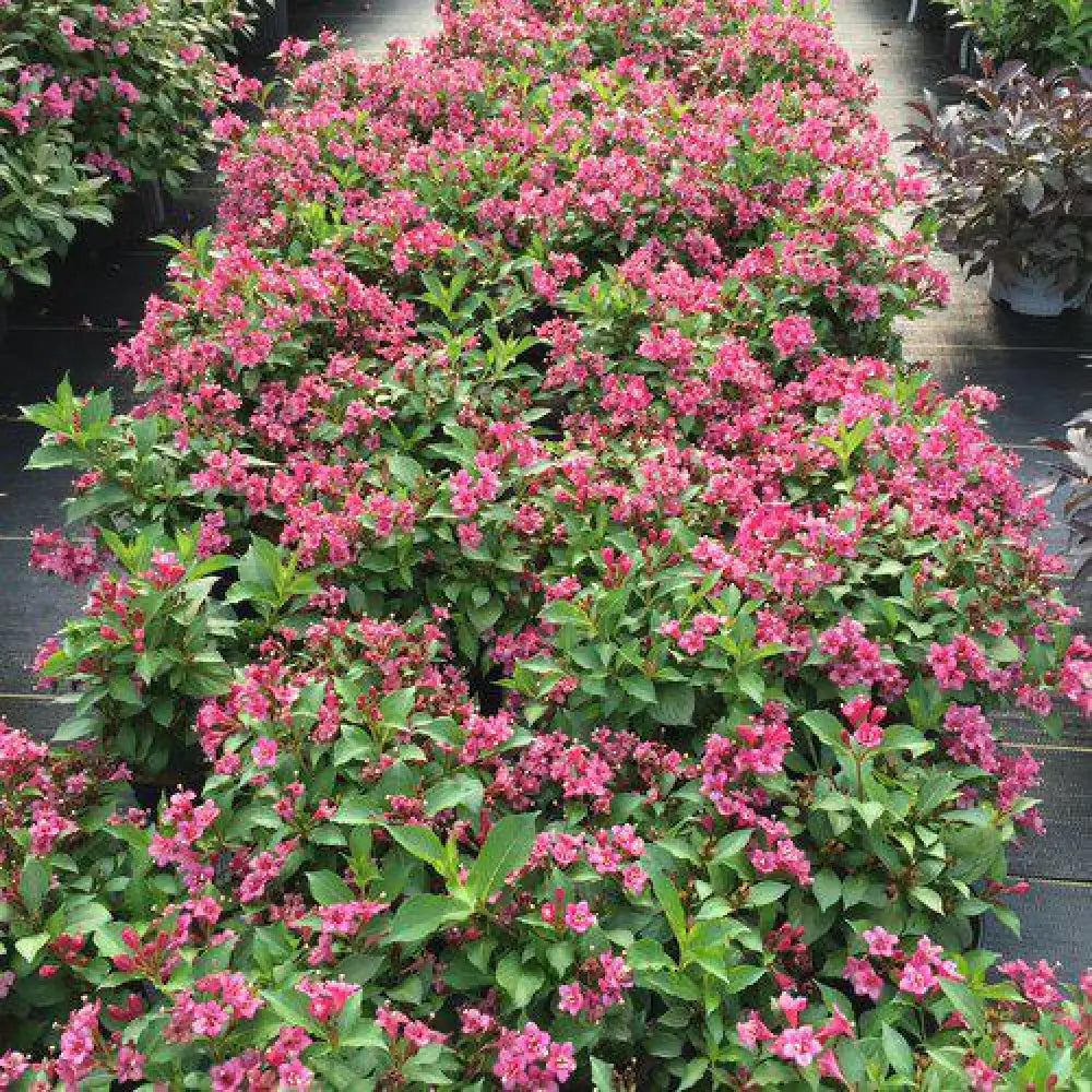 Snippet® Dark Pink Weigela Shrub