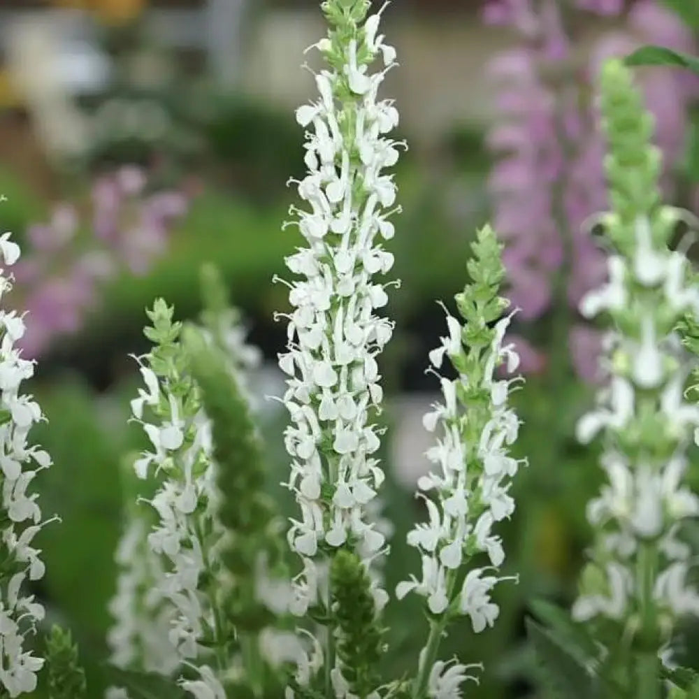 Snow Hill Meadow Sage 1 GALLON Perennial
