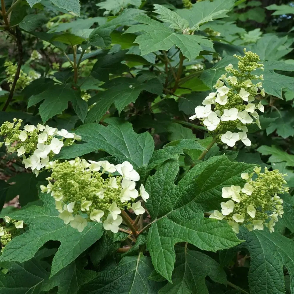 Snow Queen Hydrangea 3 GALLON Shrub