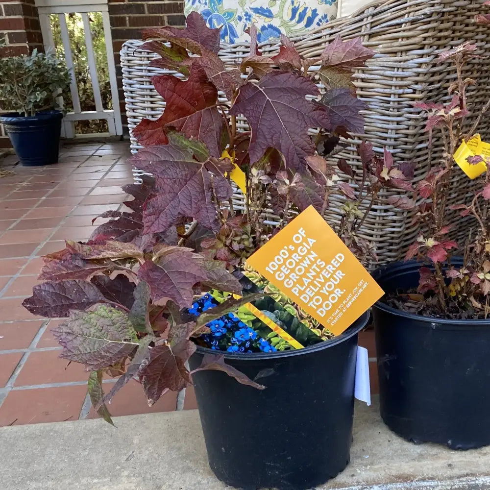 Snow Queen Hydrangea 3 GALLON Shrub