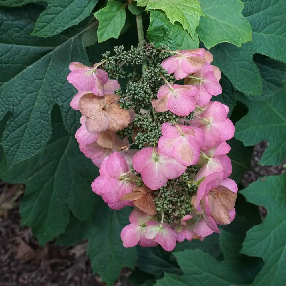 Snow Queen Hydrangea 3 GALLON Shrub