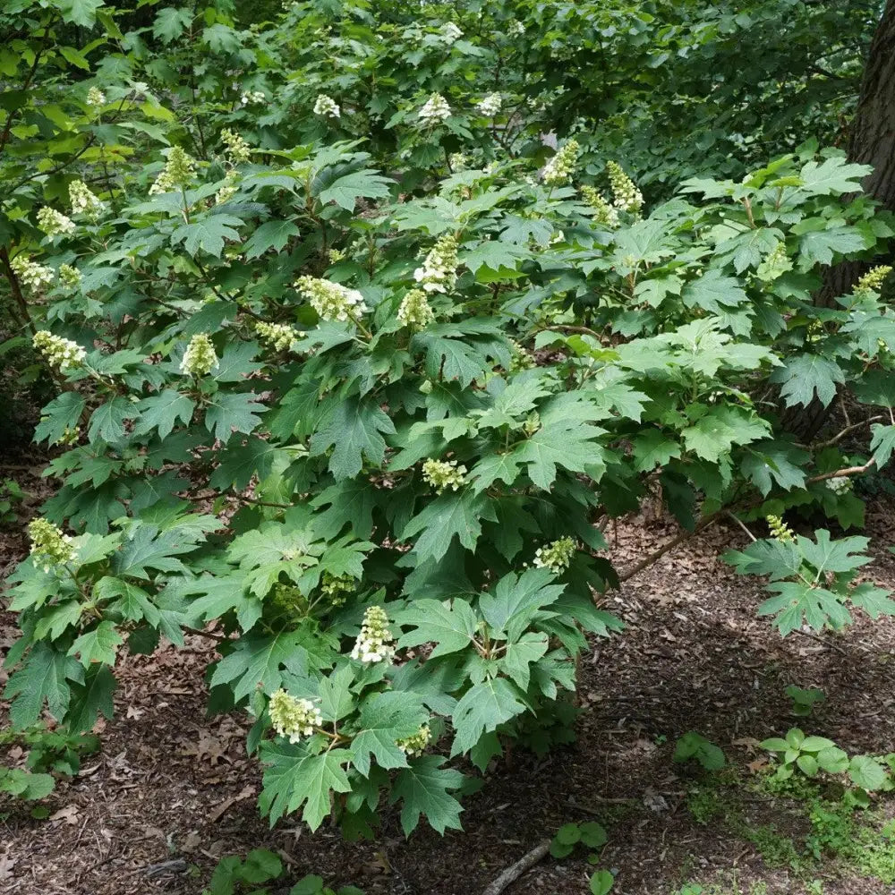 Snow Queen Hydrangea 3 GALLON Shrub