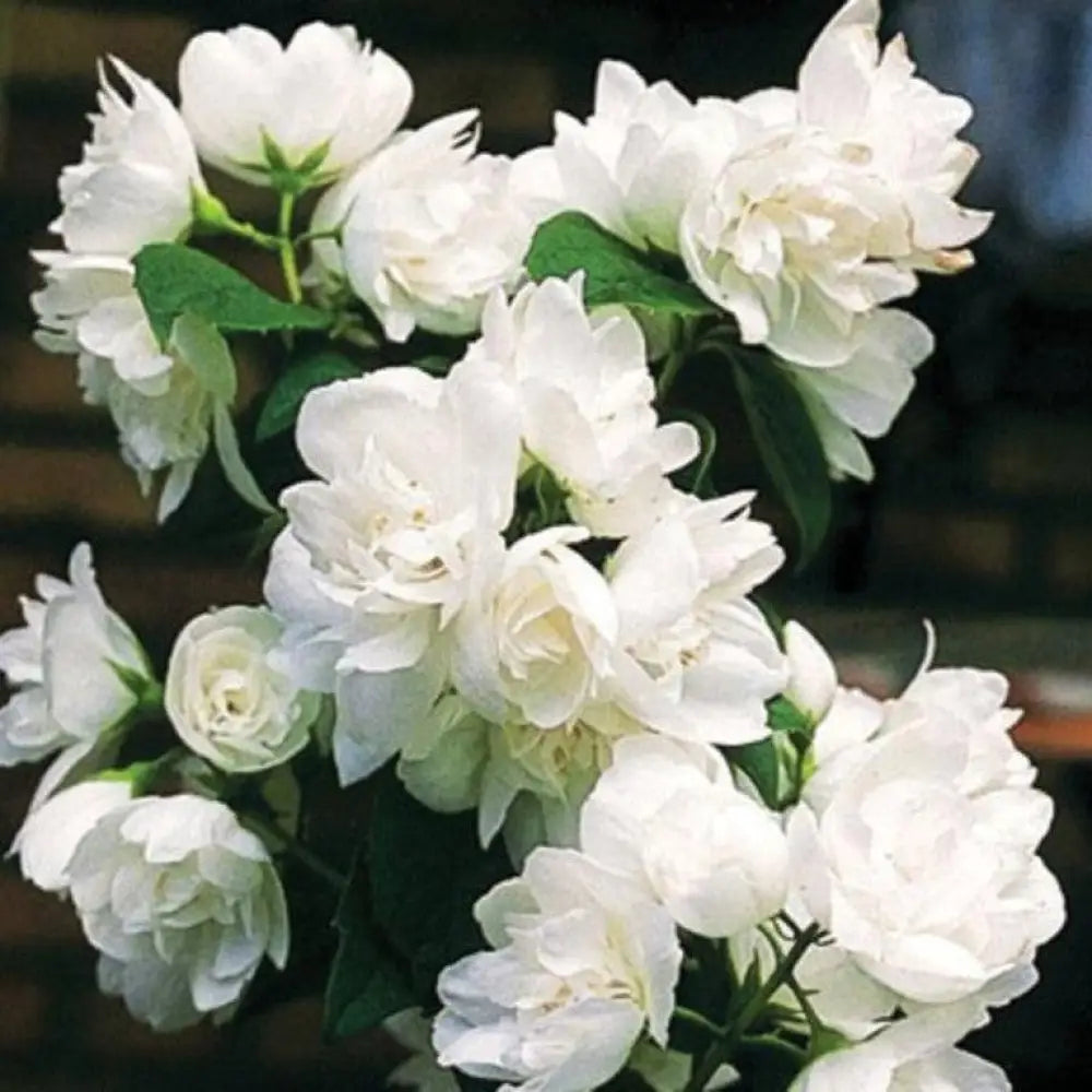Snow White™ Mockorange 3 GALLON Shrub