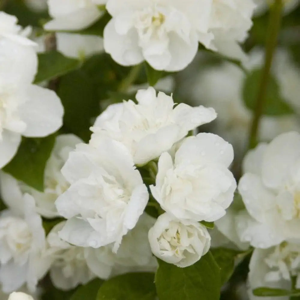 Snow White™ Mockorange 3 GALLON Shrub