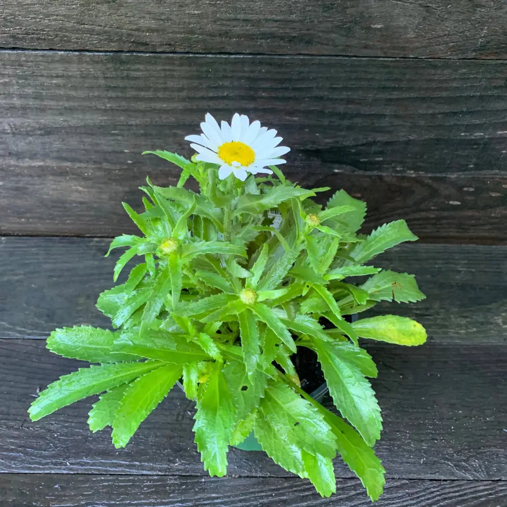 Snowcap Shasta Daisy Perennial