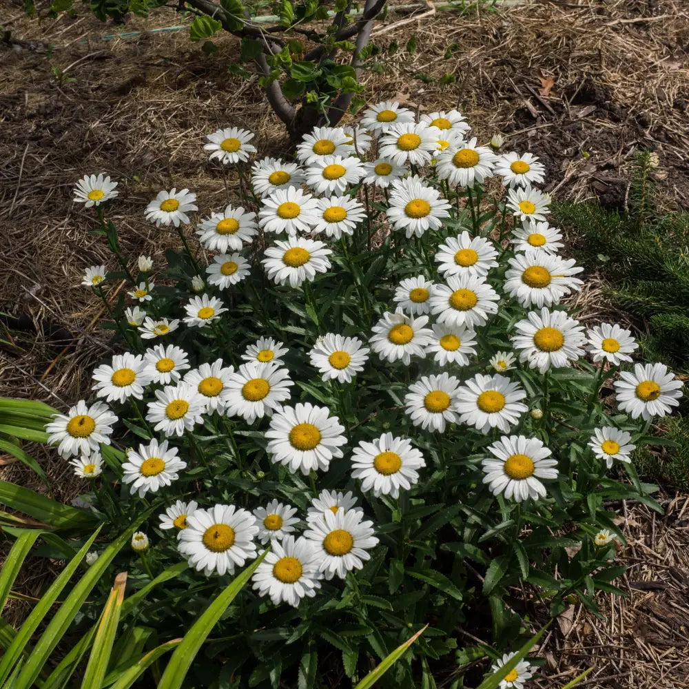 Snowcap Shasta Daisy Perennial