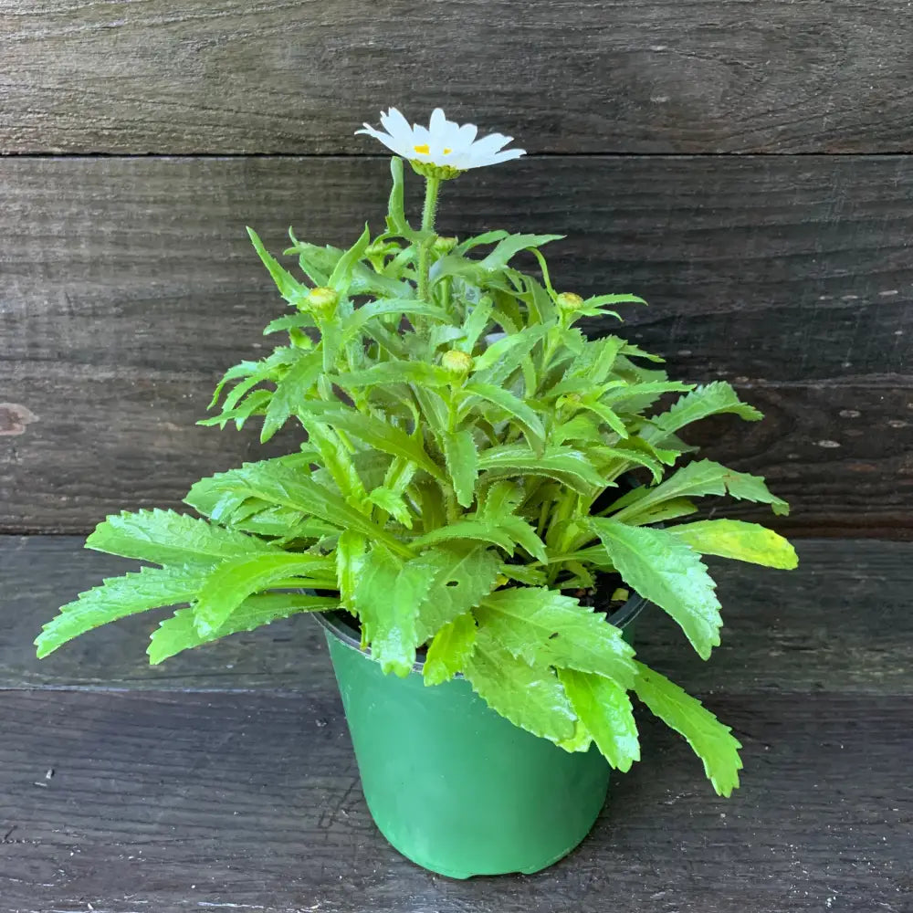 Snowcap Shasta Daisy Perennial