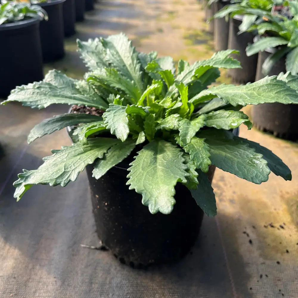 Snowcap Shasta Daisy Perennial