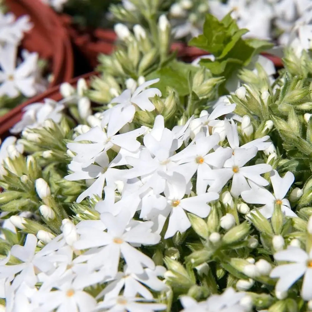 Snowflake Creeping Phlox 1 GALLON Perennial