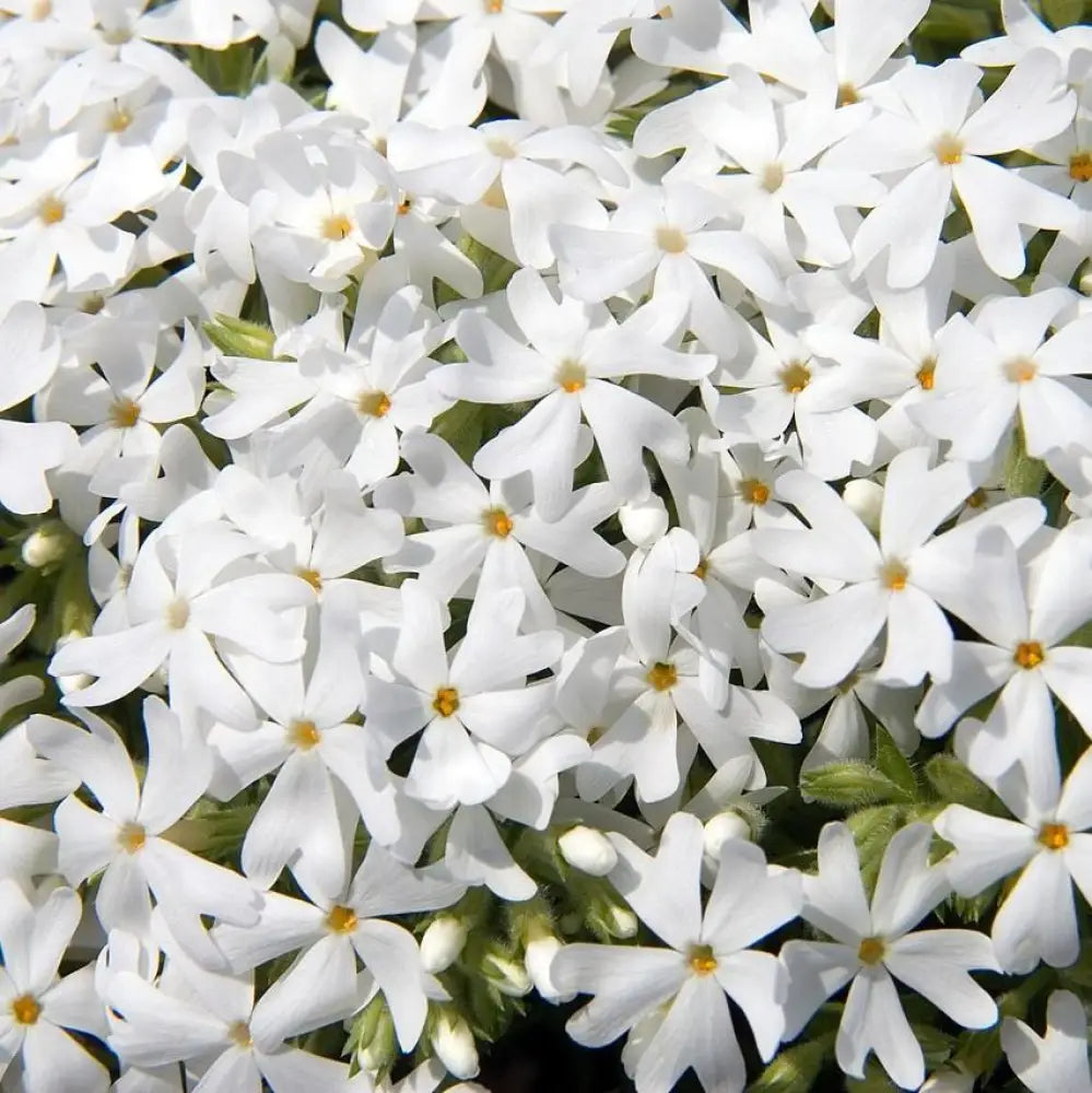 Snowflake Creeping Phlox 1 GALLON Perennial