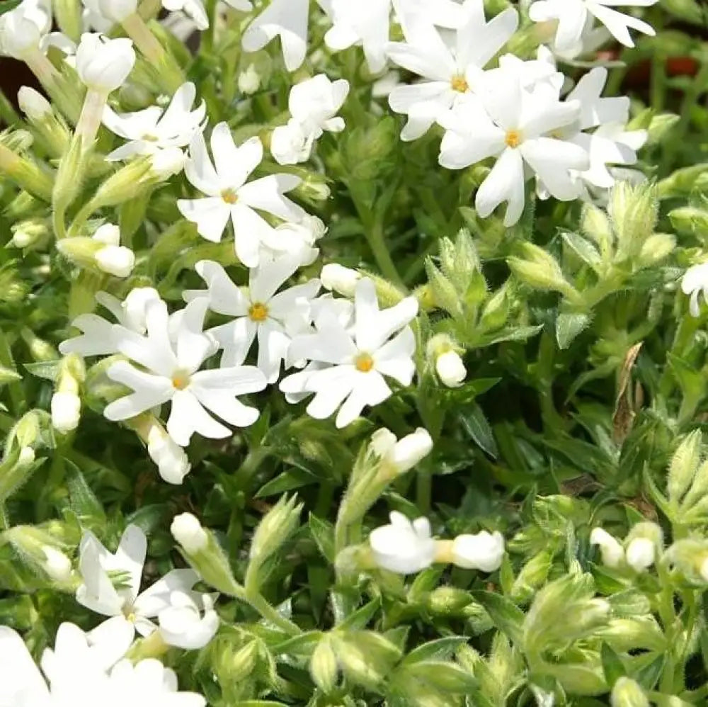 Snowflake Creeping Phlox 1 GALLON Perennial