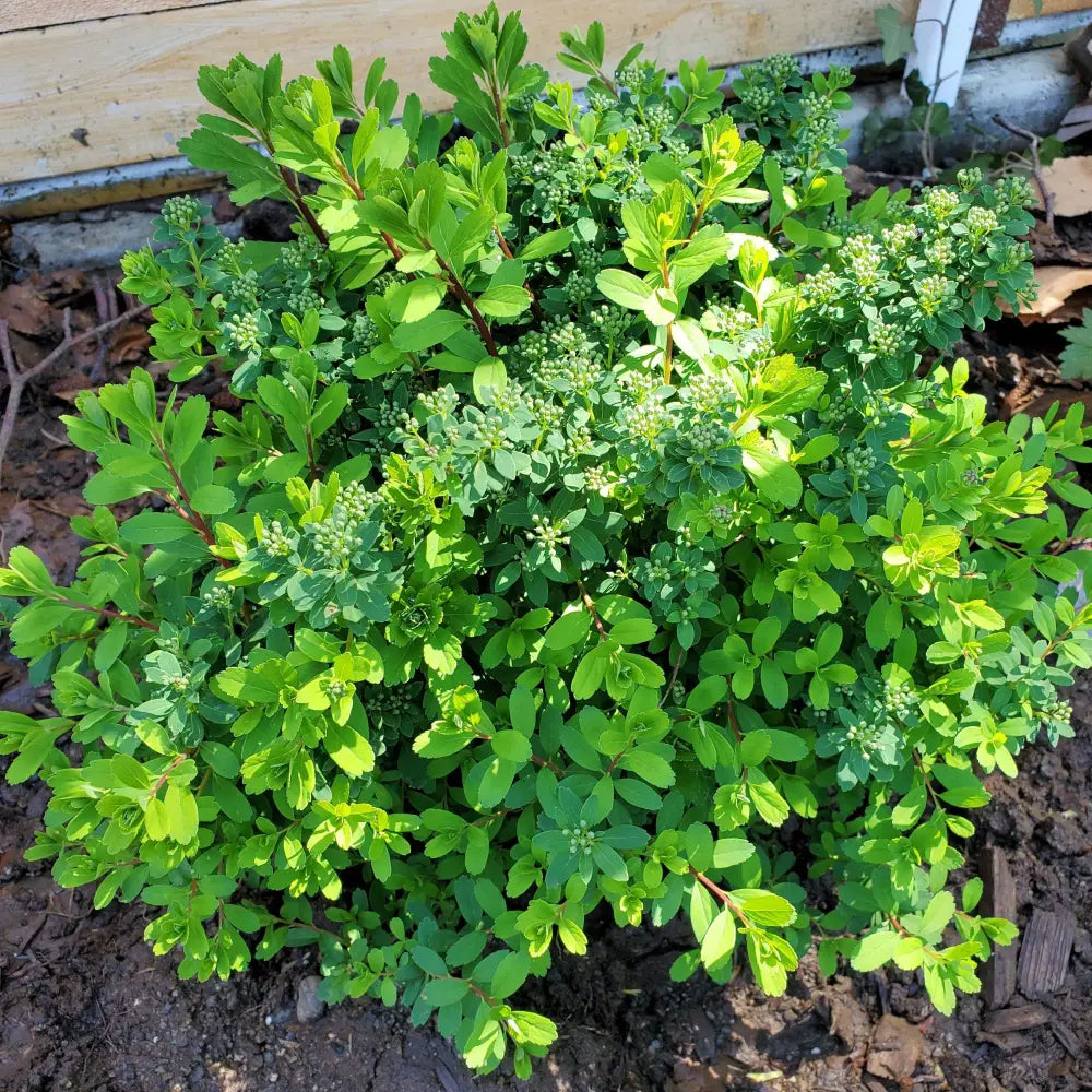 Snowmound Spirea 3 GALLON Shrub
