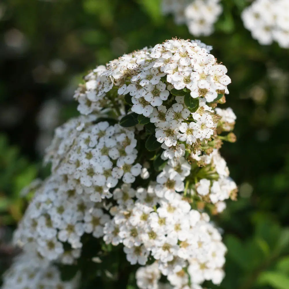 Snowmound Spirea 3 GALLON Shrub
