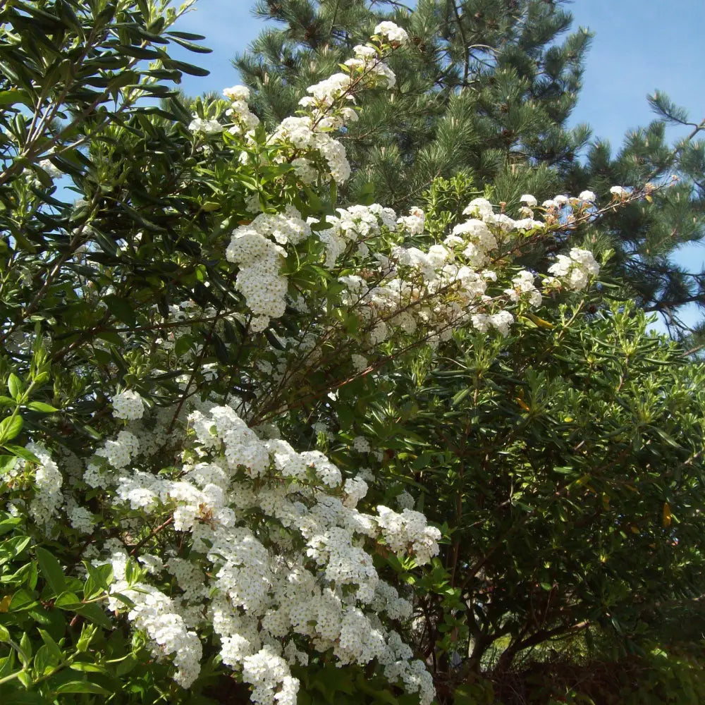 Snowmound Spirea 3 GALLON Shrub
