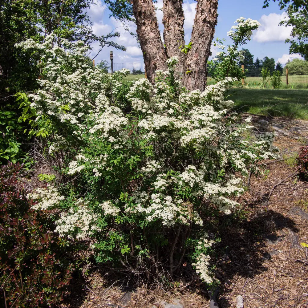 Snowmound Spirea 3 GALLON Shrub