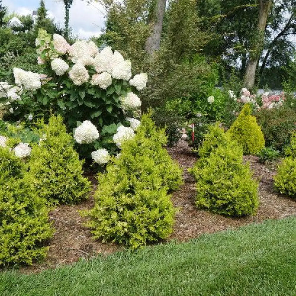 Soft Serve® Gold False Cypress Shrub