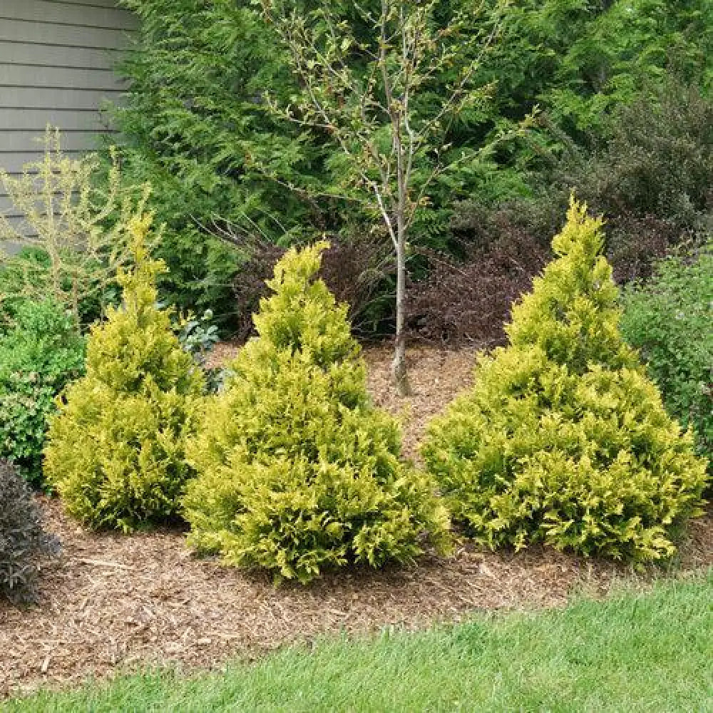 Soft Serve® Gold False Cypress Shrub