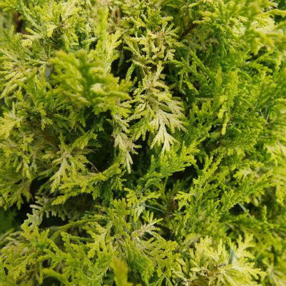 Soft Serve® Gold False Cypress Shrub