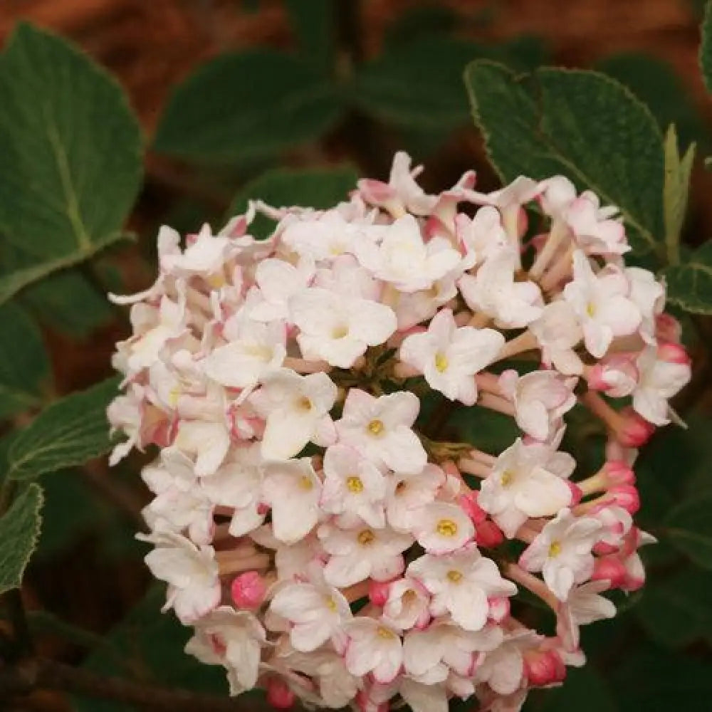 Spice Baby™ Koreanspice Viburnum Shrub
