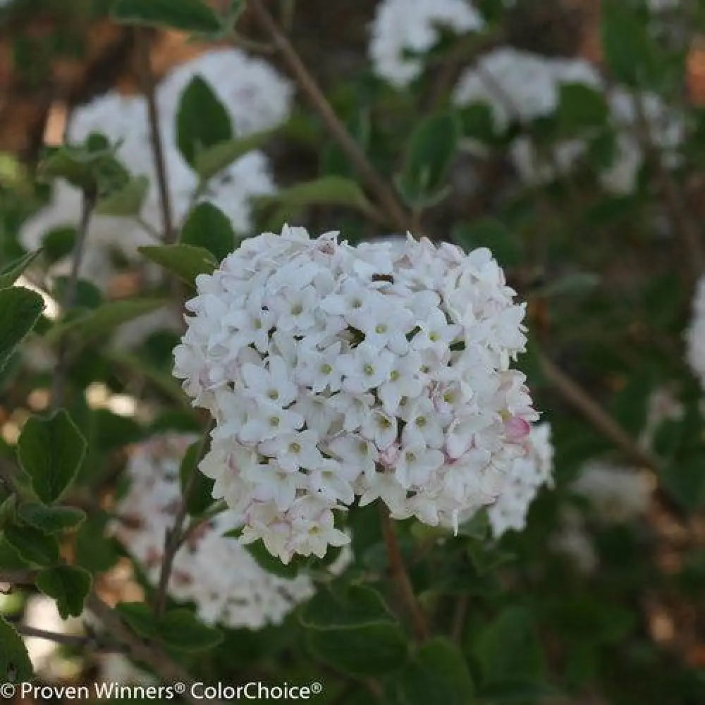 Spice Baby™ Koreanspice Viburnum Shrub