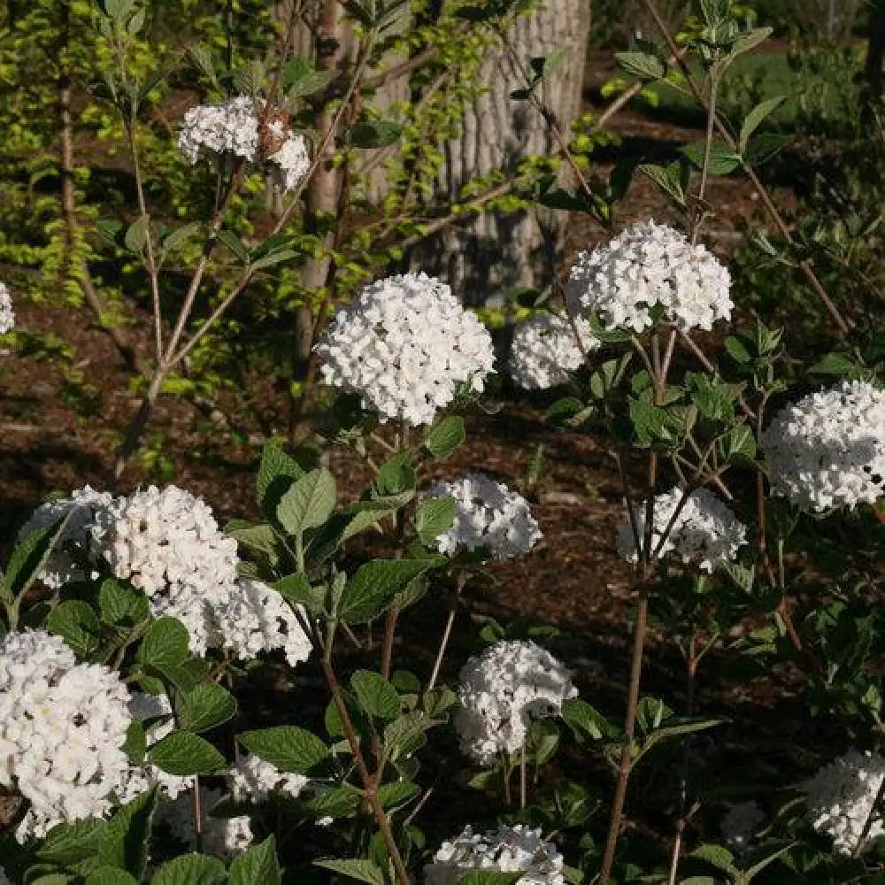 Spice Baby™ Koreanspice Viburnum Shrub