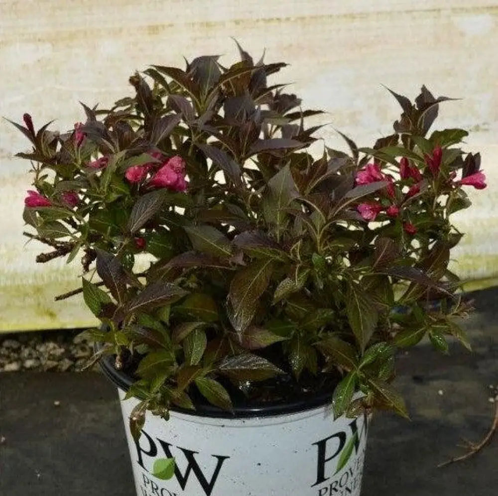 Spilled Wine® Weigela Shrub