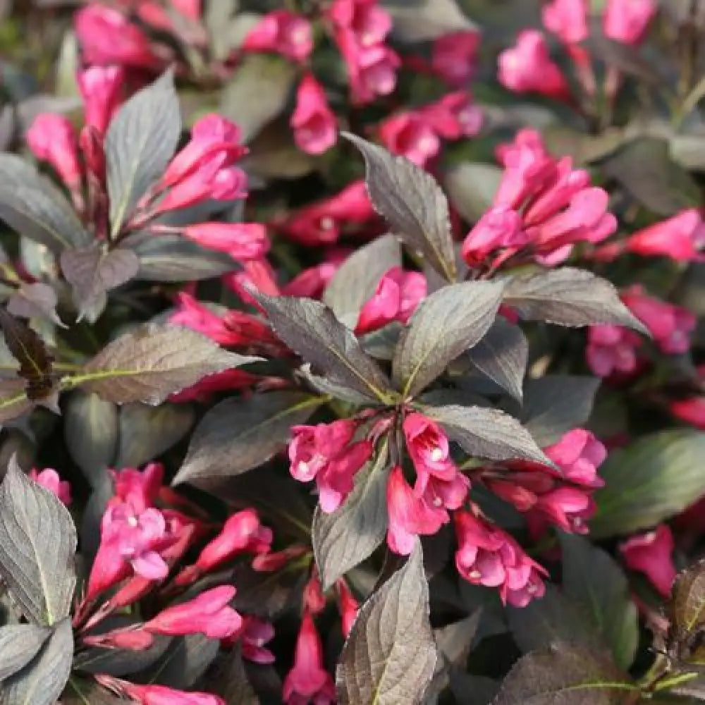 Spilled Wine® Weigela Shrub