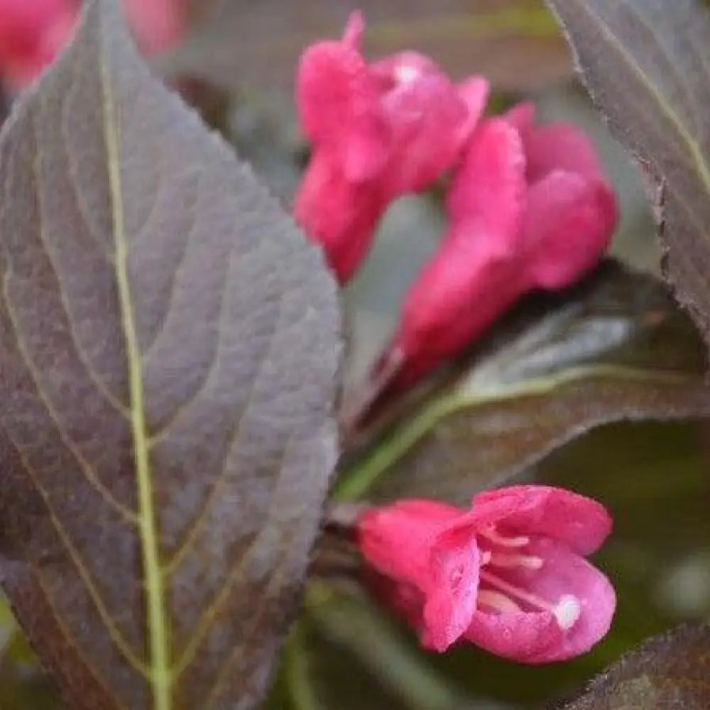 Spilled Wine® Weigela Shrub