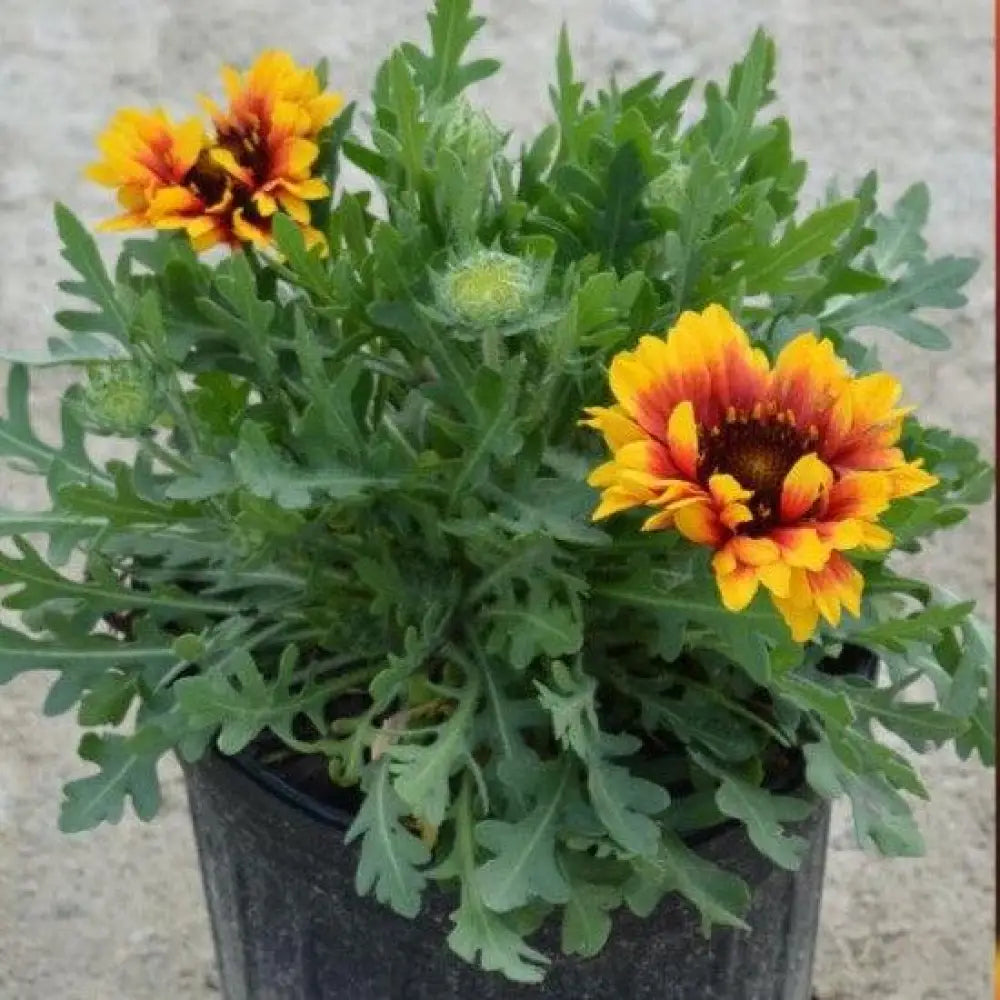 Spintop™ Red Starburst Blanket Flower 1 GALLON Perennial
