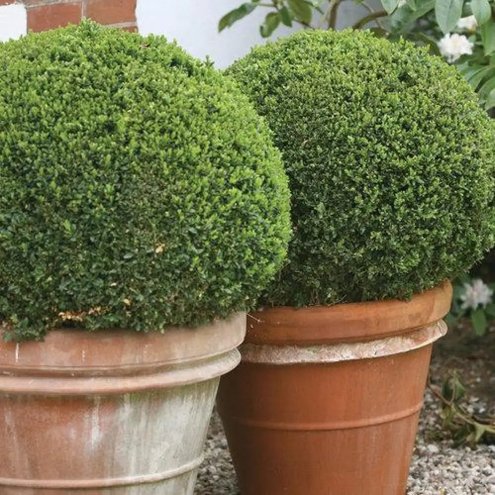 Sprinter® Boxwood Shrub