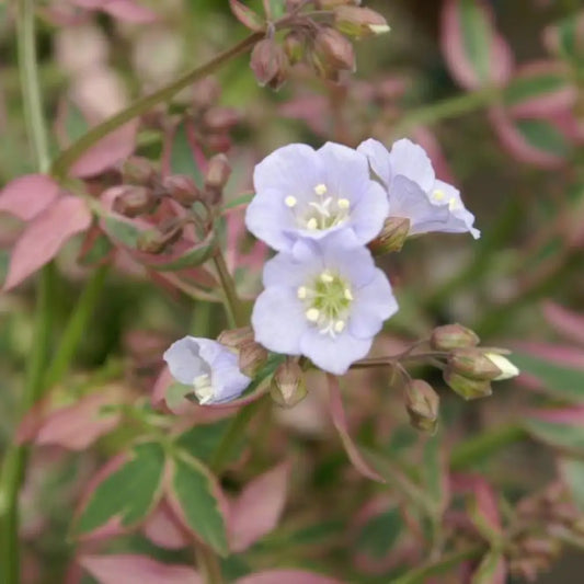 Stairway to Heaven Creeping Jacob’s Ladder 1 GALLON Perennial