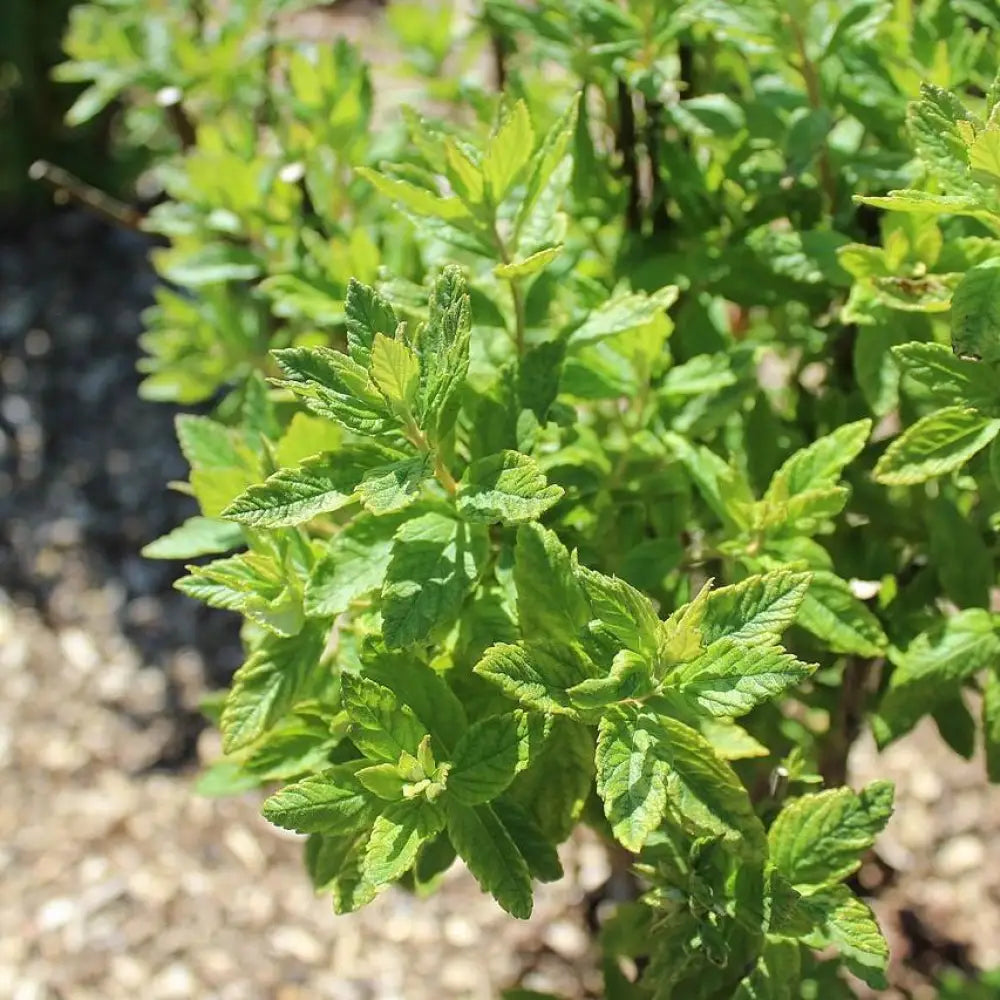 Steeplebush 2 GALLON Shrub