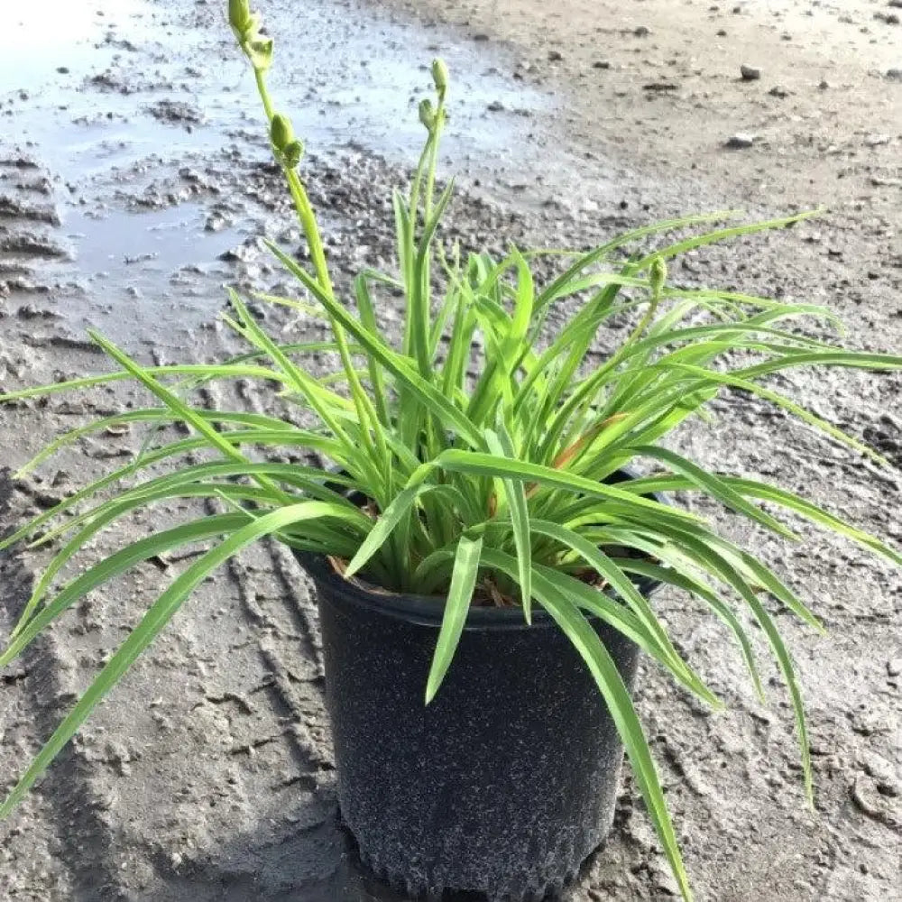Stella de Oro Daylily Perennial