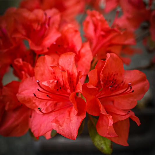 Stewartstonian Azalea Shrub