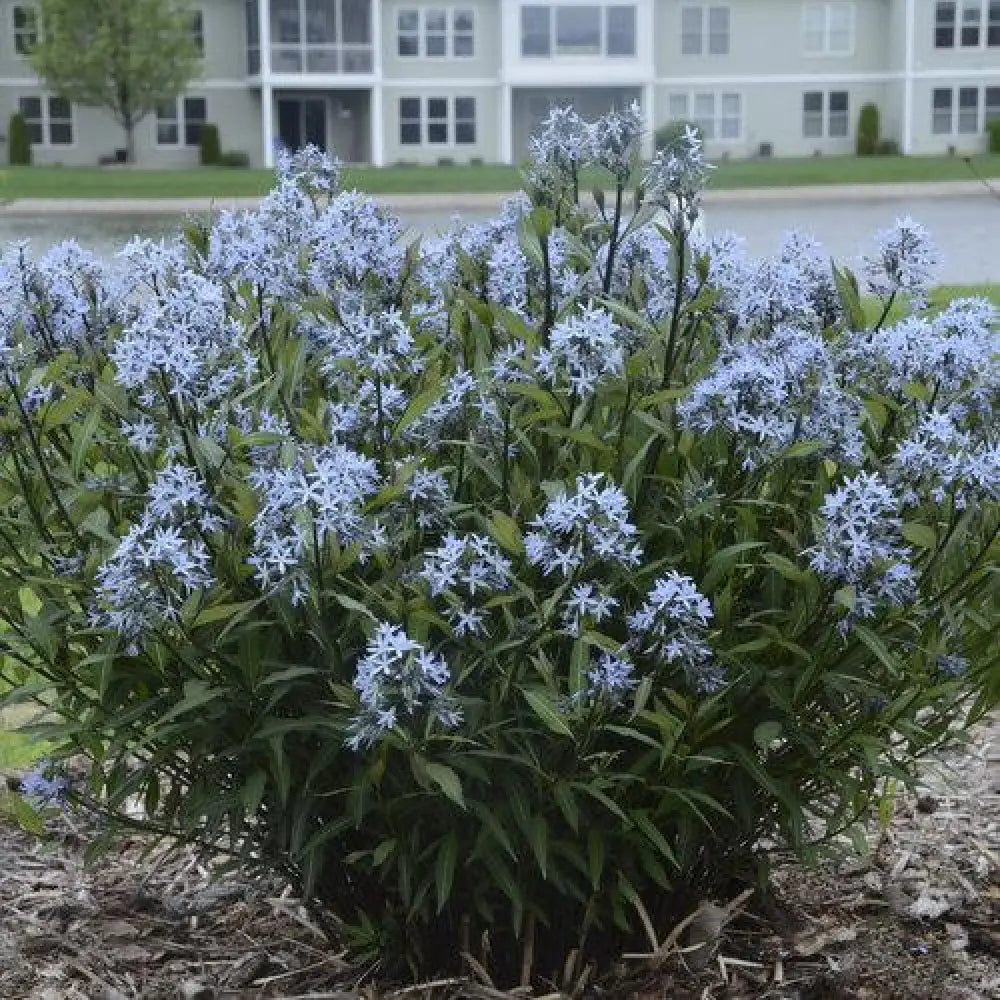 Storm Cloud Blue Star 1 GALLON Perennial