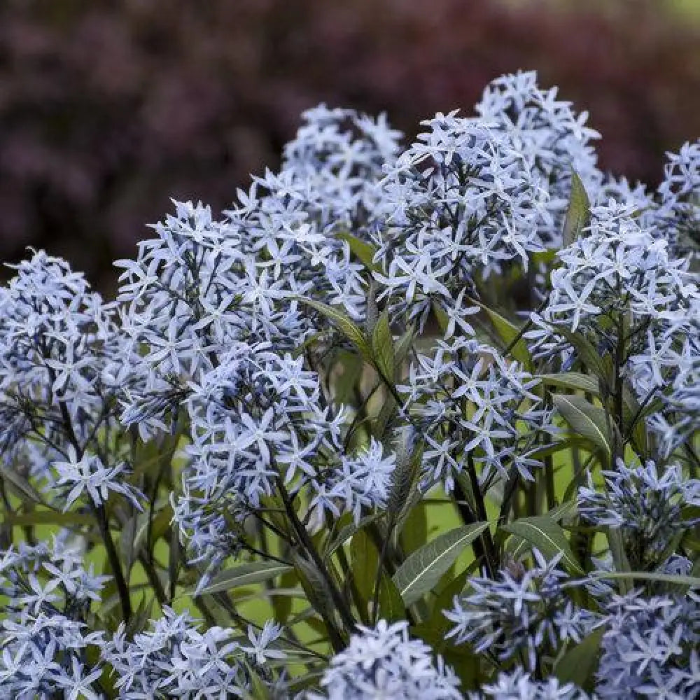 Storm Cloud Blue Star 1 GALLON Perennial