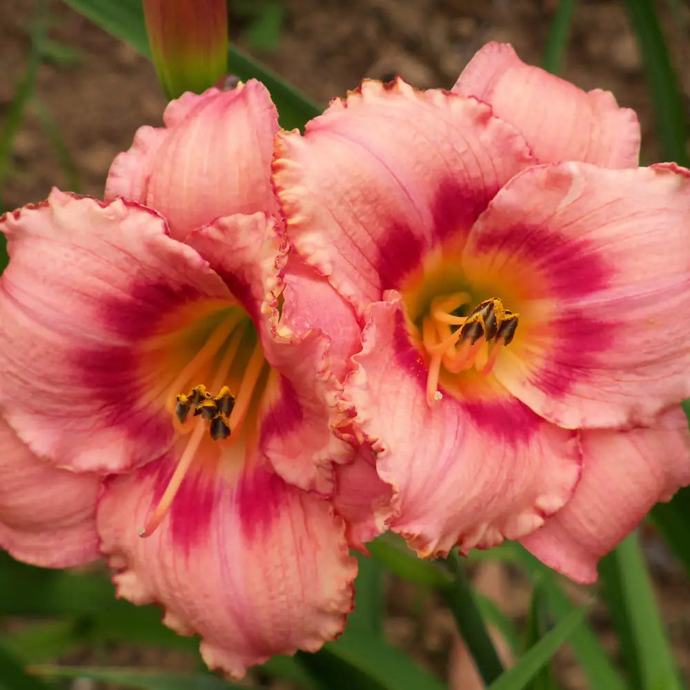 Strawberry Candy Daylily Perennial