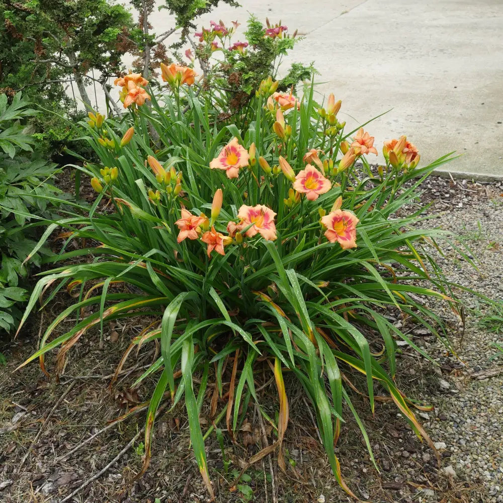 Strawberry Candy Daylily Perennial