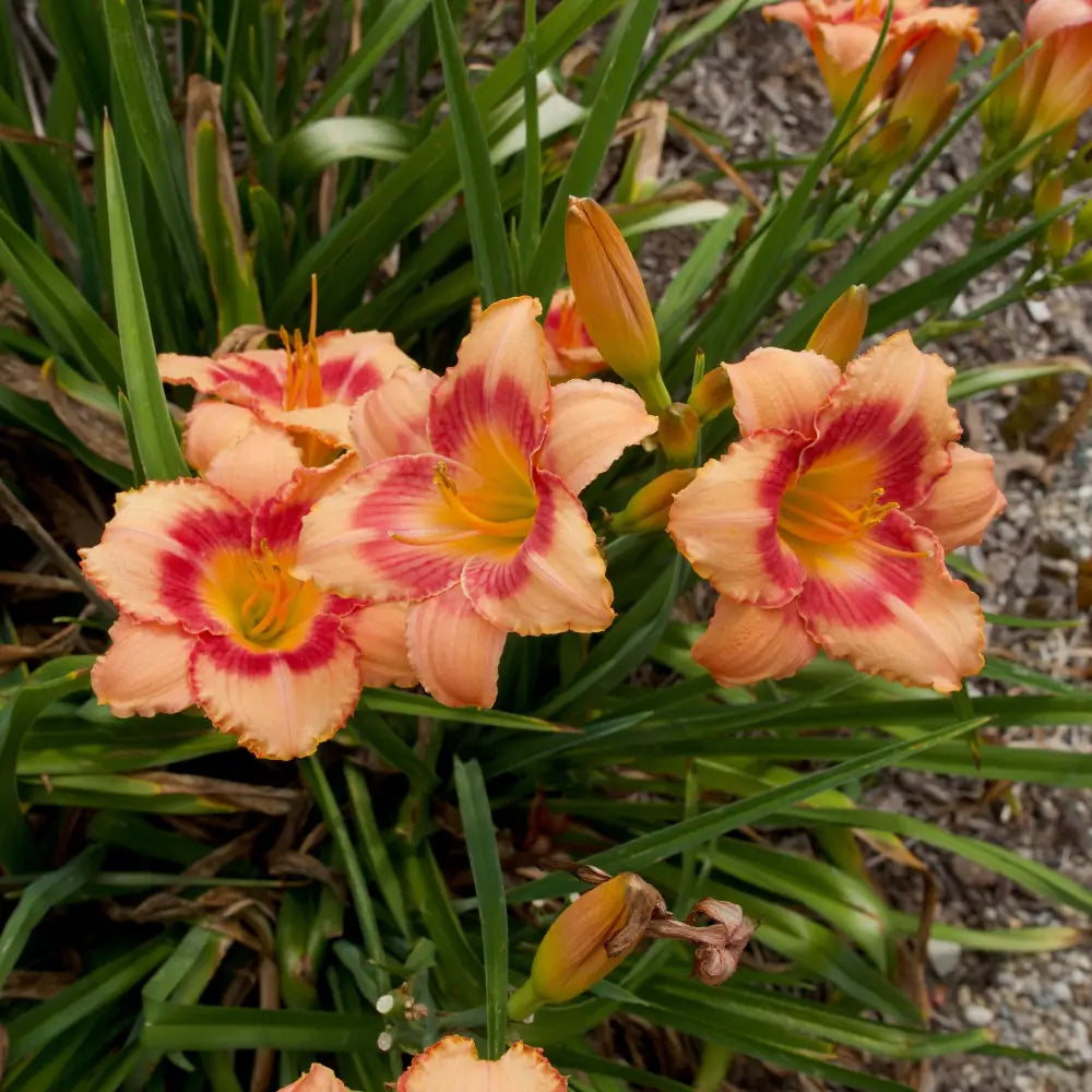 Strawberry Candy Daylily Perennial