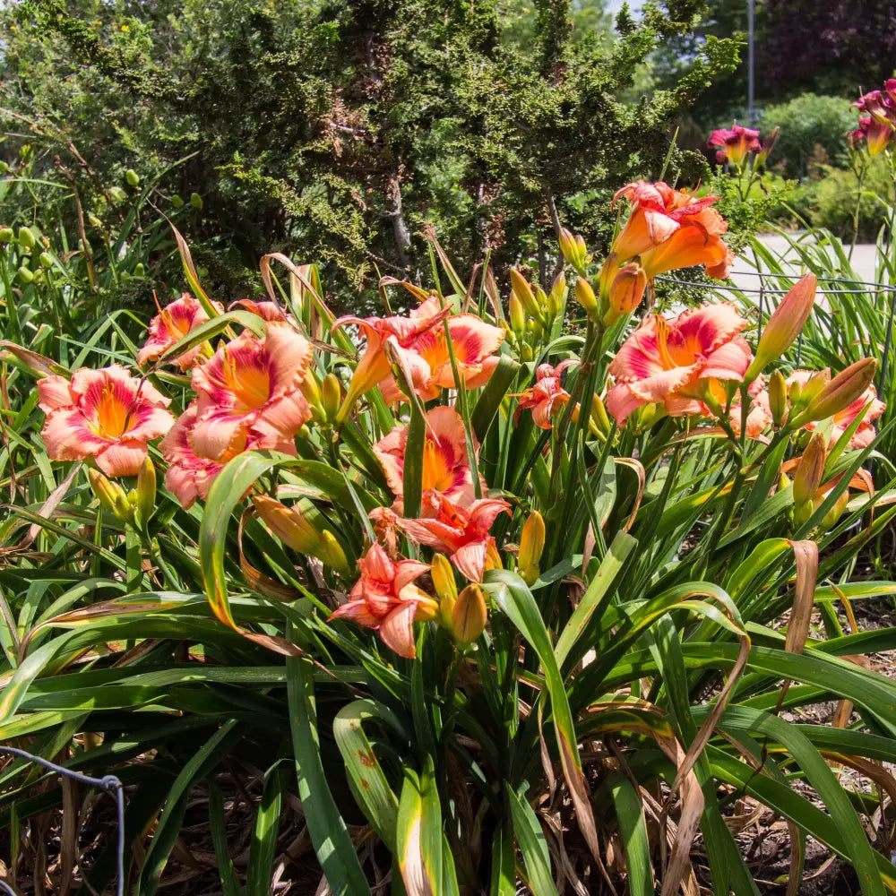 Strawberry Candy Daylily Perennial