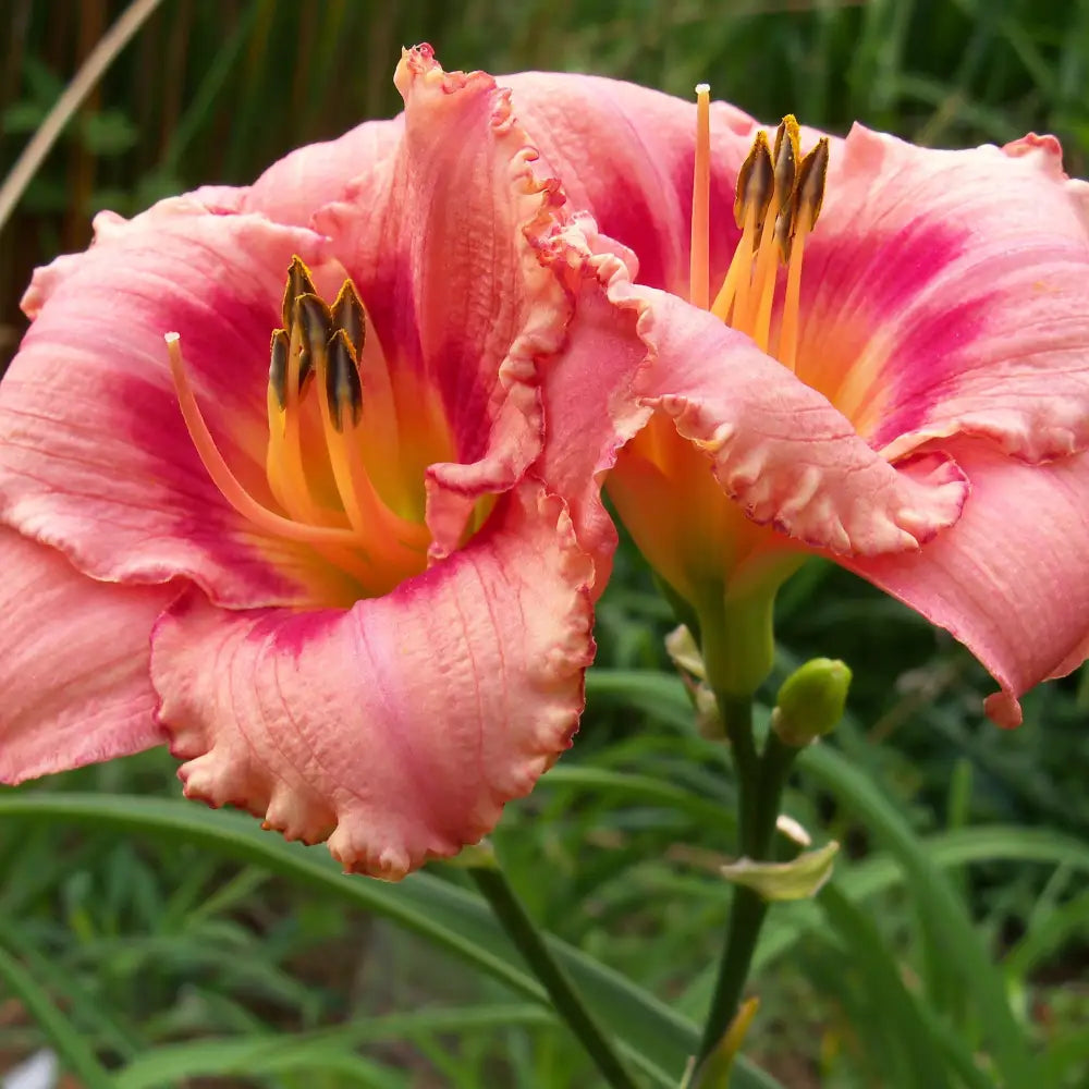 Strawberry Candy Daylily Perennial