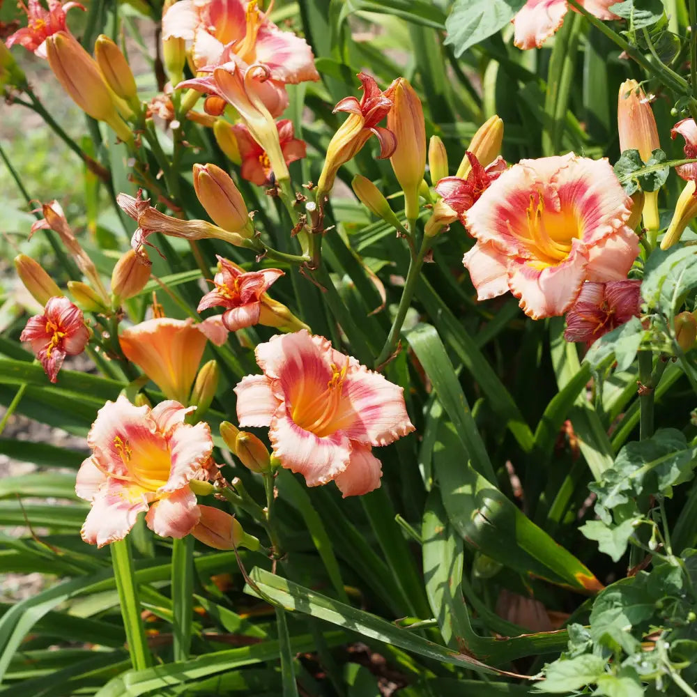 Strawberry Candy Daylily Perennial