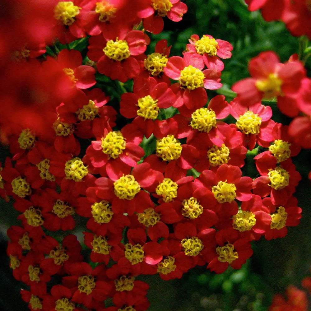 Strawberry Seduction Yarrow 2 GALLON Perennial