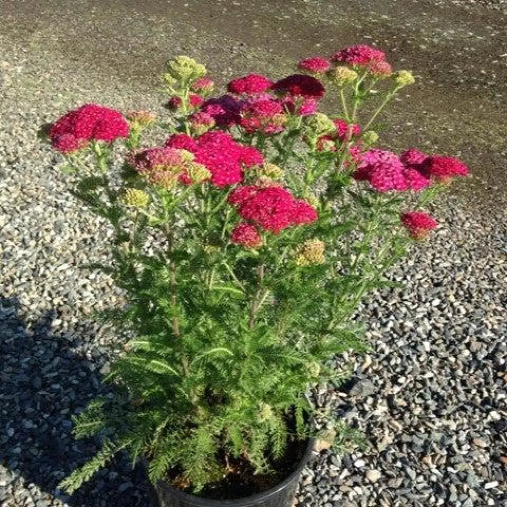 Strawberry Seduction Yarrow 2 GALLON Perennial