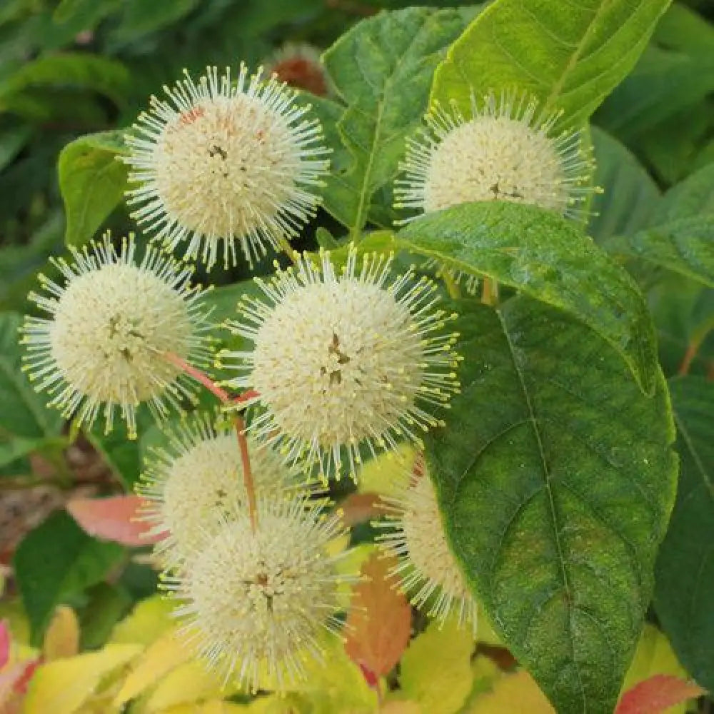 Sugar Shack® Buttonbush 3 GALLON Shrub