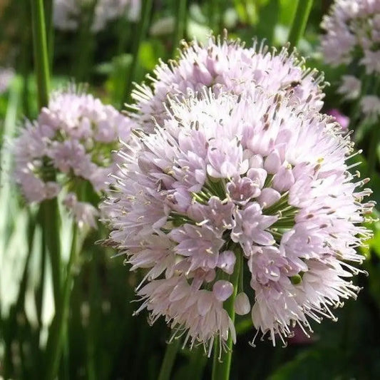 Summer Beauty Ornamental Onion 1 GALLON Perennial